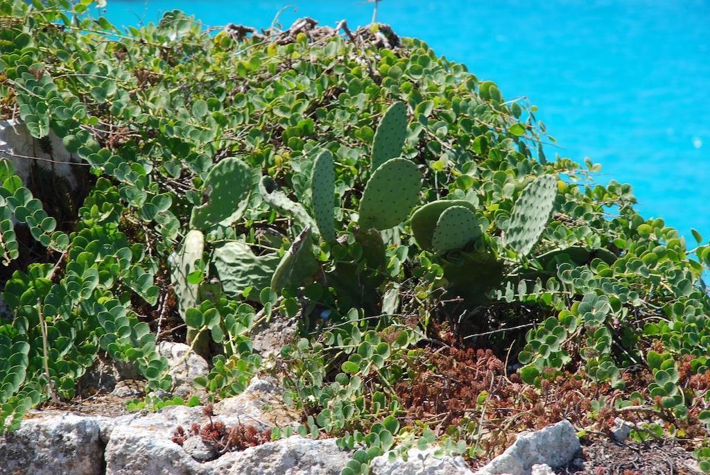 Hotel Il Portico Favignana Zewnętrze zdjęcie